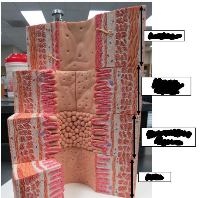 <p>Label this image from top to bottom.</p>