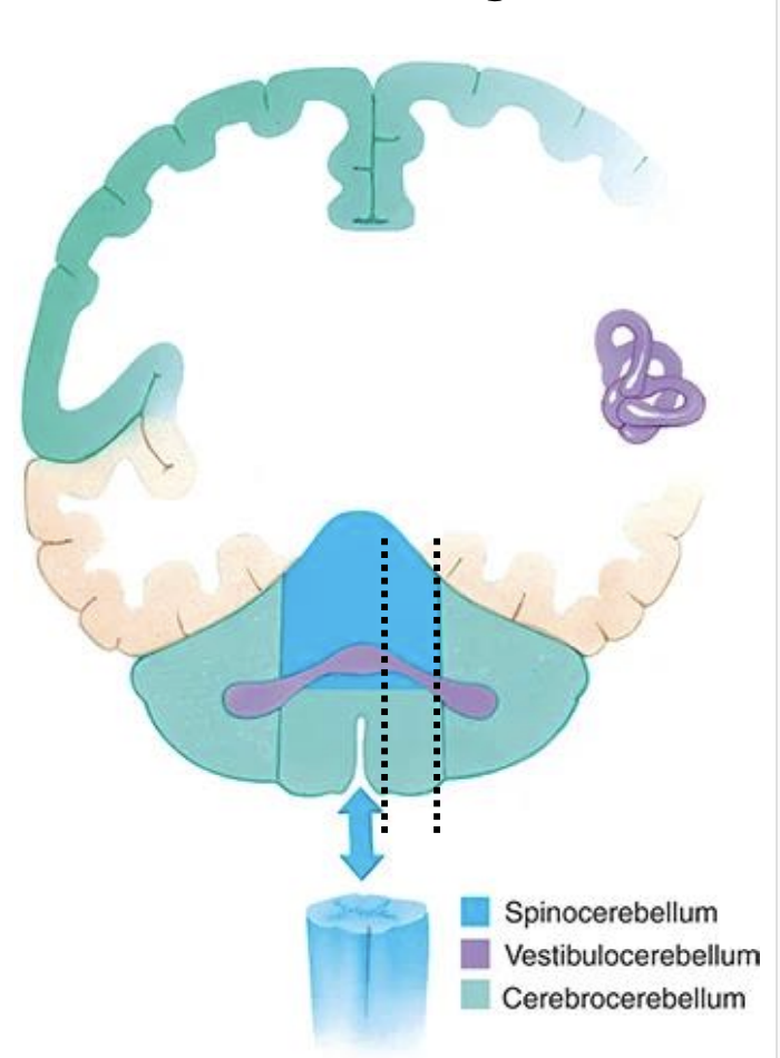 <ul><li><p>Vestibulocerebellum: </p><ul><li><p>flocculonodular lobe </p></li><li><p>vestibular apparatus </p></li></ul></li><li><p>Spinocerebellum: </p><ul><li><p>vermis and paravermis zones </p></li></ul></li><li><p>Cerebrocerebellum: lateral hemispheres </p></li></ul><p></p>