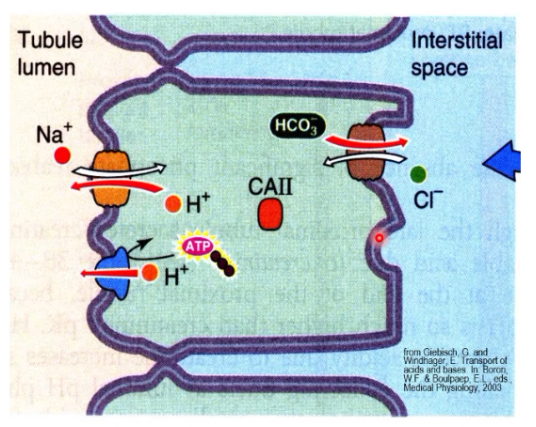 <p>less luminal CA in the nephron segments after the PT</p>
