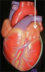 <p>Identify the structure</p>