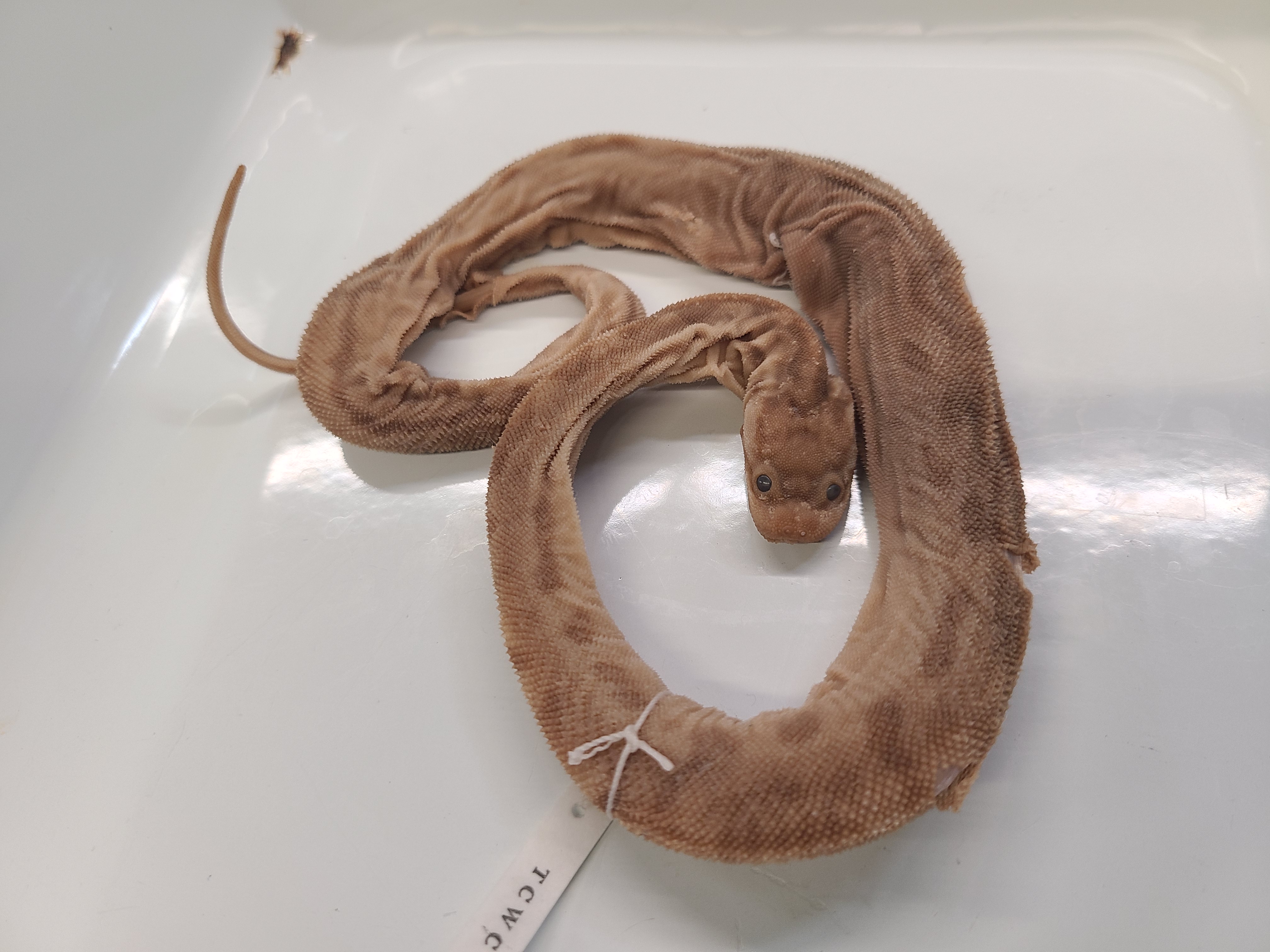 <p>Genus, Species, and feature</p>