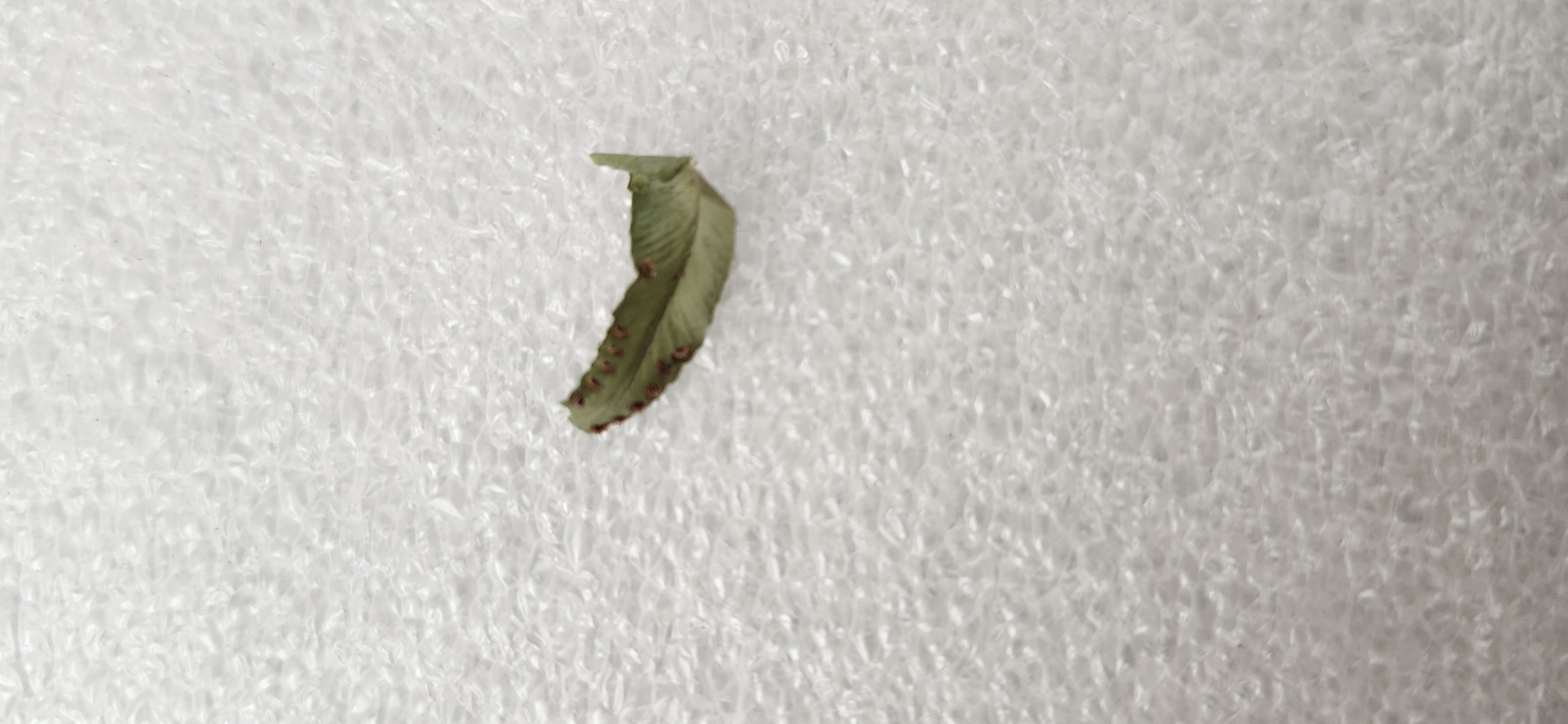 <p>Look at the Gnetophyta preserved specimen 3</p>