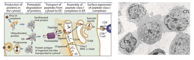 <p>Modulation of the adaptive immune response perpetuates a persistent infection</p>