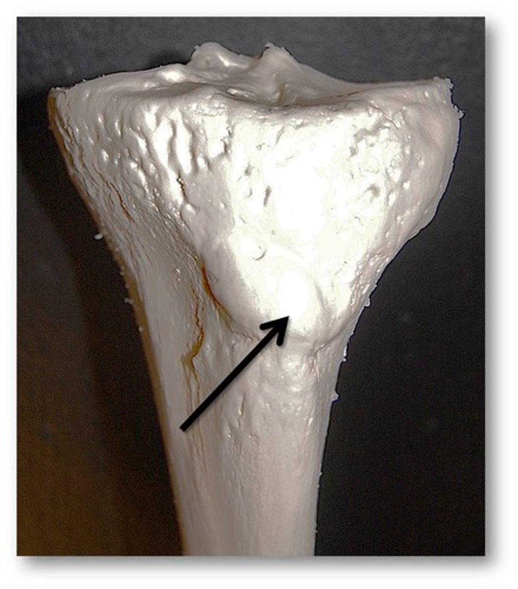 <p>tibia</p>