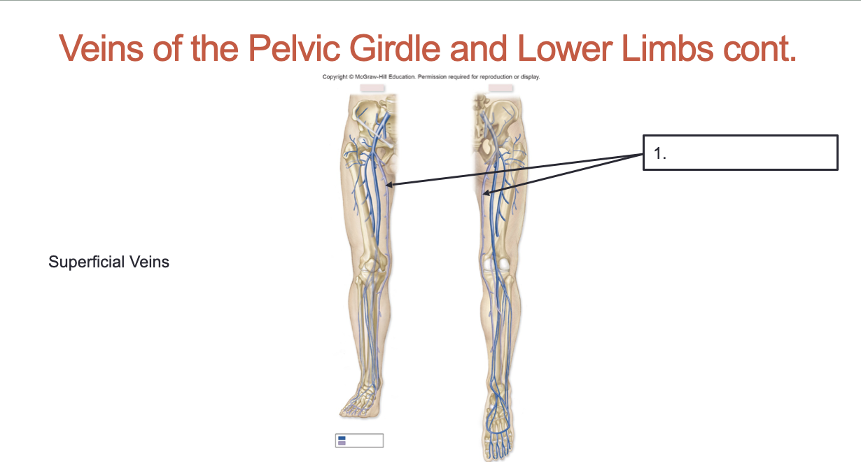 <p>Label this superficial vein of the pelvic girdle and lower limbs:</p>