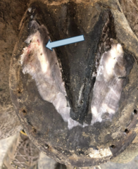 <p>This horse has subsolar bruising. What is this?</p>
