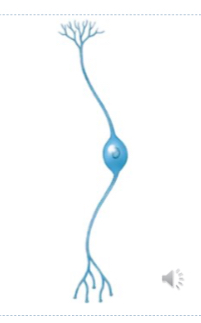 <p>Bipolar Neuron</p>