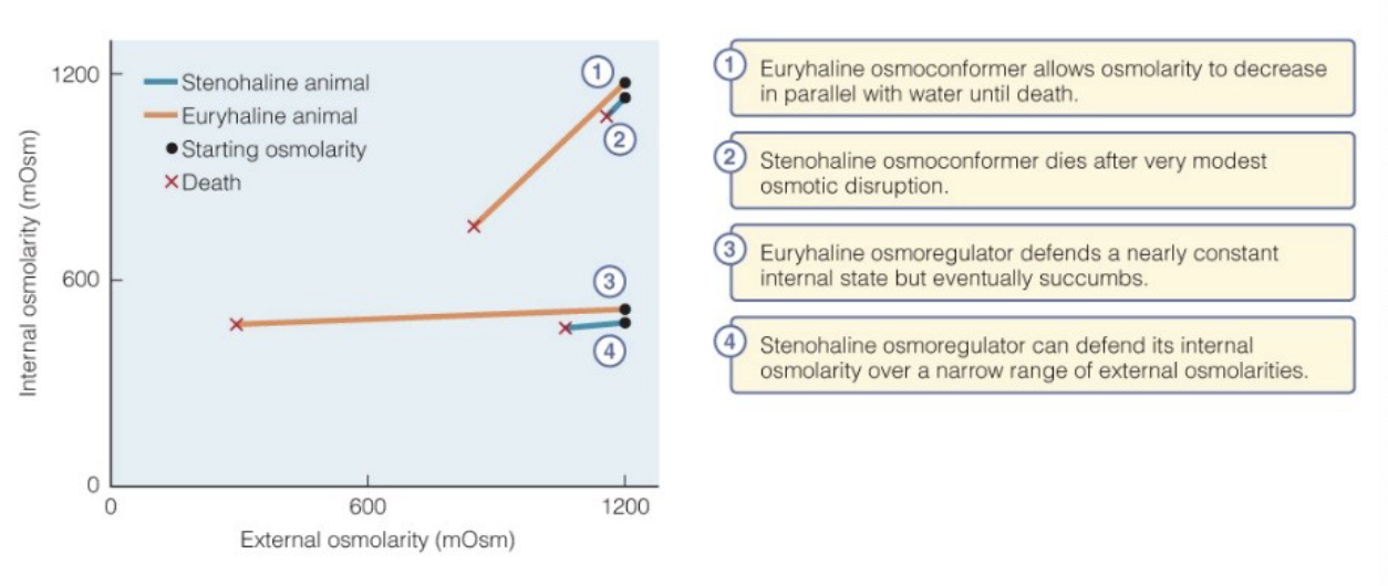 <ul><li><p>environments</p><ul><li><p>air outside, water inside humans, body slowing rate of water loss</p></li></ul></li><li><p>ingested materials</p></li><li><p>smaller slope = regulator (internal vs external change is not as drastic)</p></li><li><p>steeper slope = conformer (more drastic change as they change with envmnt)</p></li></ul><p></p>
