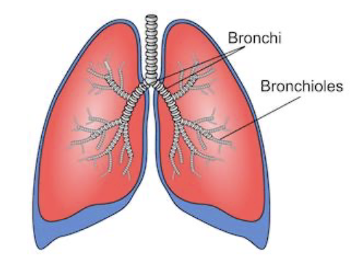 <p>bronchi-</p><ul><li><p>incomplete rings of cartilage</p></li><li><p>psuedostratified ciliated columnar epithelium</p></li></ul><p>Bronchioles:</p><ul><li><p>no cartilage</p></li><li><p>simple columnar/cuboidal epithelium</p></li></ul><p></p>