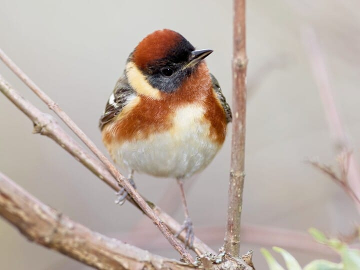 <p>bay-breasted warbler </p><p>rusty crown/neck/flanks <br>black face <br>white behind face <br>white wing bars </p>