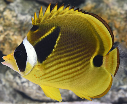 <p>Largest genus in family- 90 different species </p>