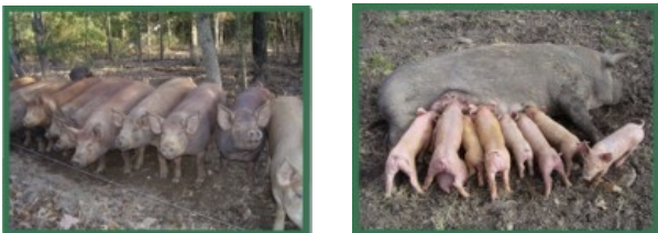 <ul><li><p>origin: ireland</p></li><li><p>bacon type carcasses</p></li><li><p>red color (from golden to deep red)</p></li><li><p>exelent mothers</p></li><li><p>rugged pigs</p></li></ul><p></p>