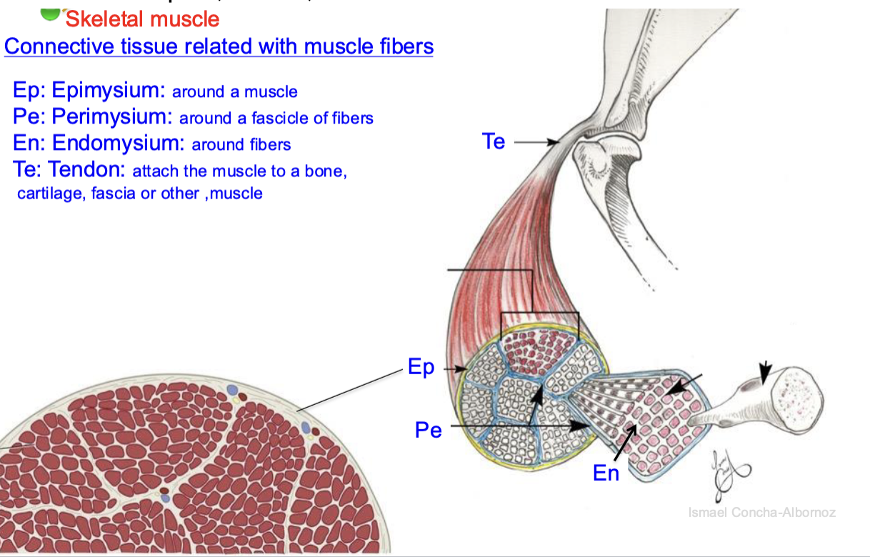 <p>attach the muscle to a bone, cartilage, fascia or other muscle</p>