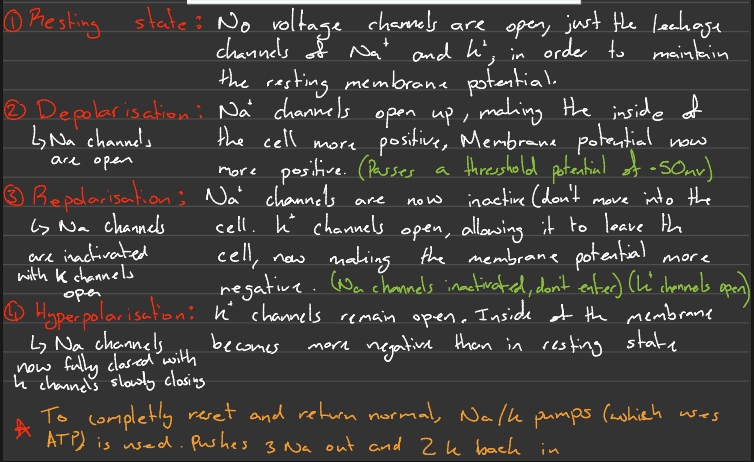<p>Important:</p><ul><li><p>The threshold must be reached in order for an action potential to even occur</p></li></ul><p></p>