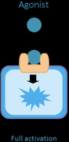 <p>Drugs that occupy receptors and activate them, or stimulators.</p>
