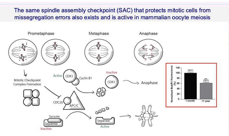 <ul><li><p>SAC ensures chromosomes are <strong>correctly attached to the spindle</strong> before separation</p></li><li><p>Prevents <strong>chromosome missegregation</strong></p></li><li><p>Works via:</p><ul><li><p>Inhibiting <strong>APC/C → separase inactive</strong> until ready</p></li><li><p>Once satisfied → <strong>separase activated → chromosomes separate</strong></p></li></ul></li><li><p>Key point:</p><ul><li><p>SAC is <strong>present and active in oocyte meiosis</strong> (like mitosis)</p></li></ul></li></ul><p></p>