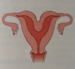 <p>small common body, two uterine horns</p>