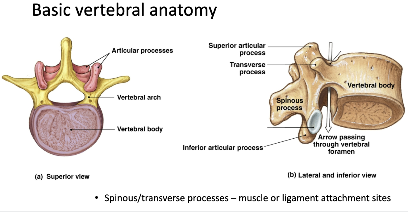 <p>Articular processes/facets (superior and inferior), vertebra arch, vertebral body, vertebral foramen, transverse process, spinous process</p>