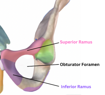 <p>joins the ischium</p>