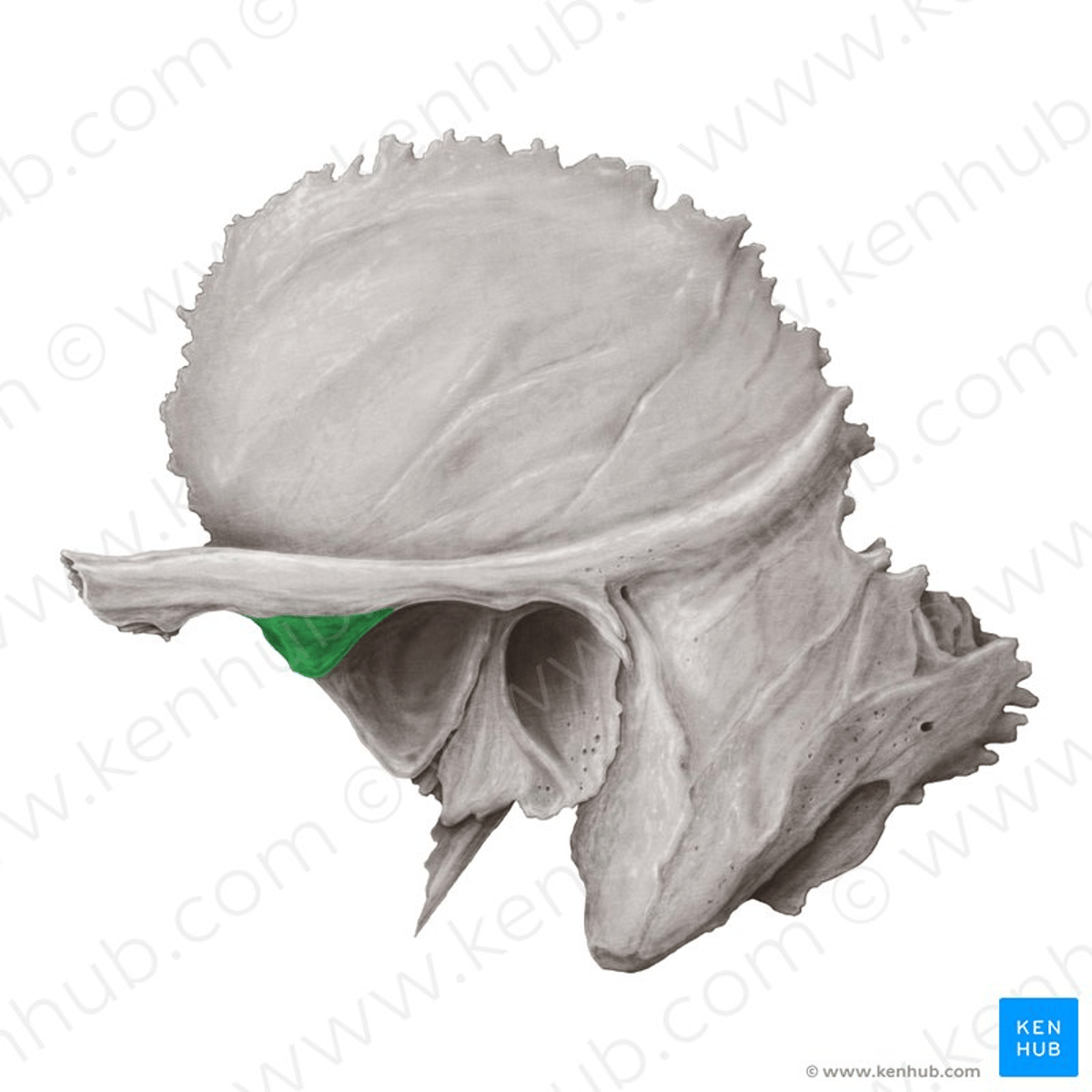 <p>voorste wortel ligt transversaal voor de meatus</p>