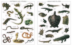 <p>/ˈreptaɪlz/ | bò sát | species of animal</p>