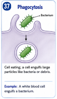 <p>Cell eating. A cell surrounds and brings in large particles such as bacteria or cellular debris. </p>