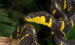 <p>mangrove snake</p>