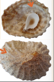 <p><strong>FILO<br>CLASE</strong><br><strong>SUBCLASE</strong><br><strong>ORDEN</strong><br><strong>FAMILIA</strong><br><strong>GÉNERO</strong><br><strong>NOMBRE COMÚN<br>CARACTERÍSTICAS</strong><br><strong>RÁDULA<br>ALIMENTACIÓN <br>HÁBITAT</strong></p>