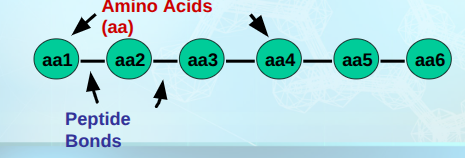 <p>Primary Structure of Protein</p>