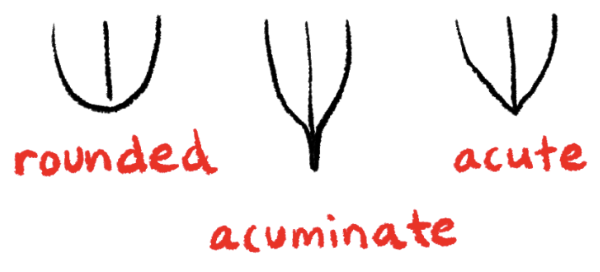 <p><strong>Rounded apex</strong></p><p><strong>Leaf tip forms a smooth rounded end.</strong></p>