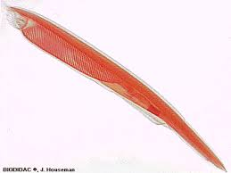 <p>What is the phylum and subphylum?</p>