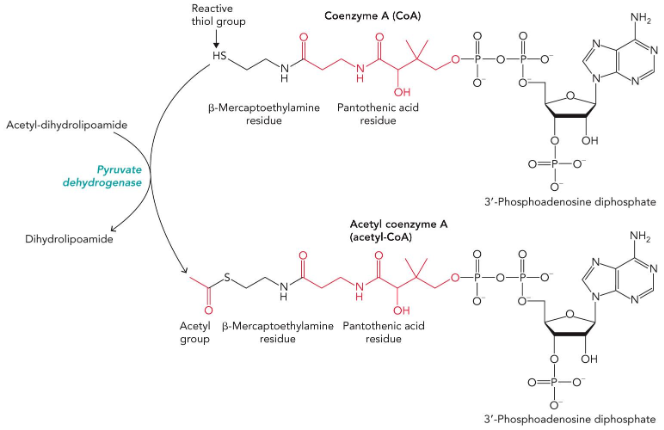 <p>common “acyl carrier compound”; half deprotonated at physiological pH</p>