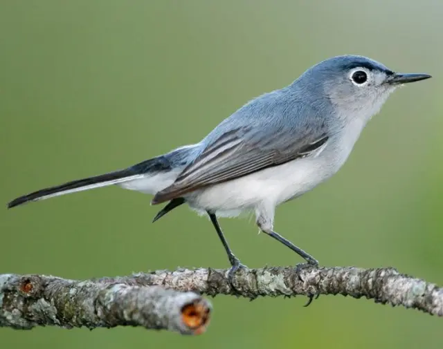 <p>Common name<br>Family</p>