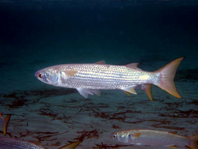 <p>mullet</p>