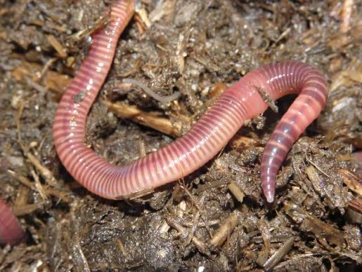 <p>clade of annelida which is inside lophotrochozoa; still a type of segmented worm; tube worms, earthworms, leeches; few to no setae, often a clitellum (reproductive organs)</p>