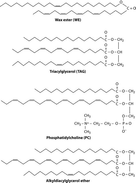 <p>fatty acid + alchohol type of lipid</p><p>water proofing!</p>