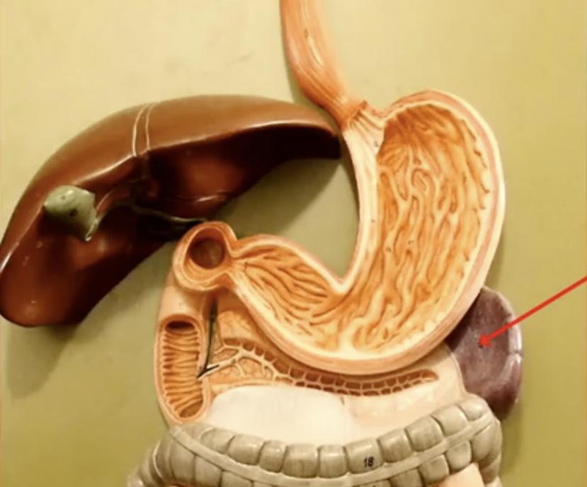 <p>What is the arrow pointing to?</p>