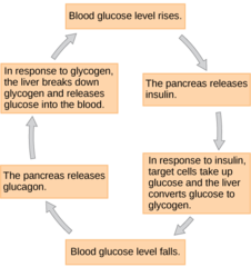 <p>glycogen</p><p>(Note: a storage molecule)</p>