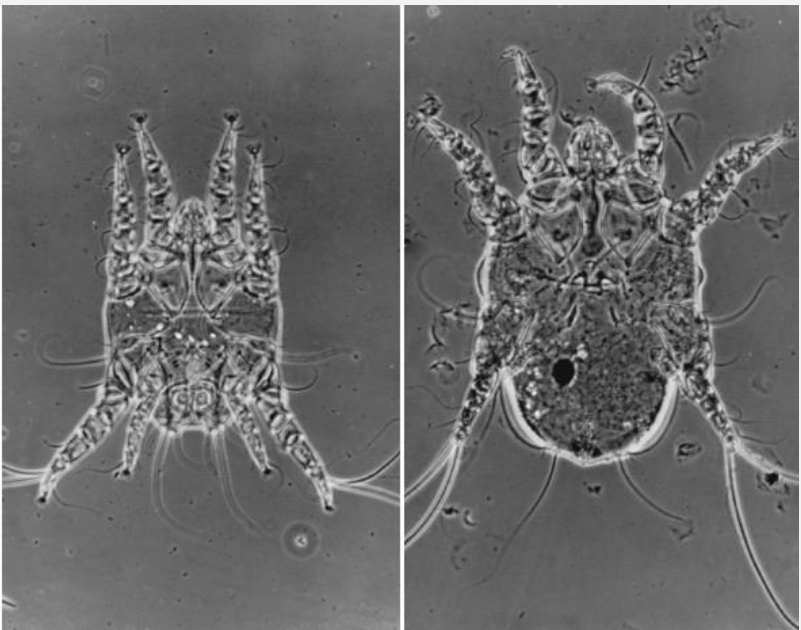<p><span style="color: blue;"><em>Otodectes</em>: morphological features</span></p>