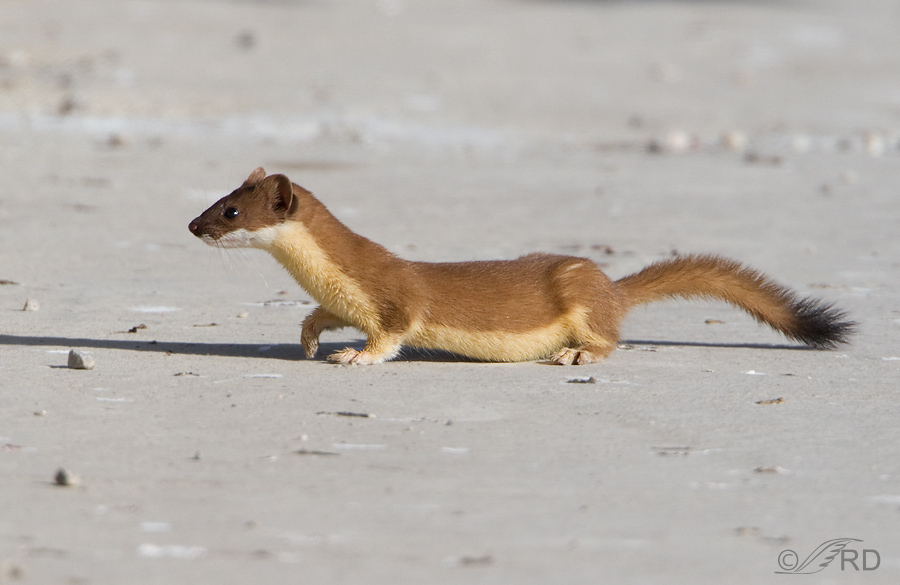 <p>Common Name: Long tailed weasel</p><p>**Skin in lab</p>