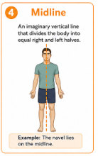 <p>An imaginary line that divides the body into right and left sides.<br>Example: The nose lies near the body's midline.</p>