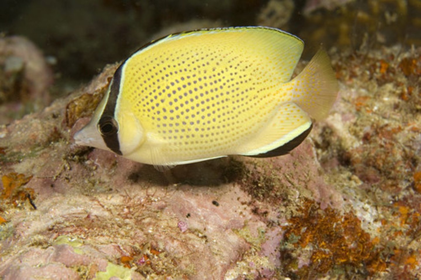 <p>Chaetodon citrinellus</p>