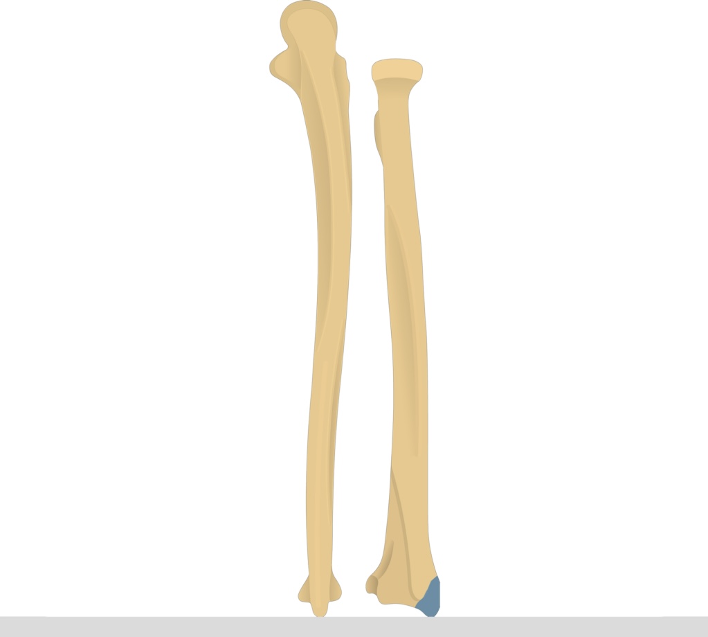 <p>A pointed projection at the distal end of the radius.</p>
