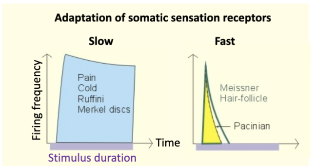 <p>The process where sensory receptors become less responsive to a constant, unchanging stimulus over time</p><p>*different than habituation</p>