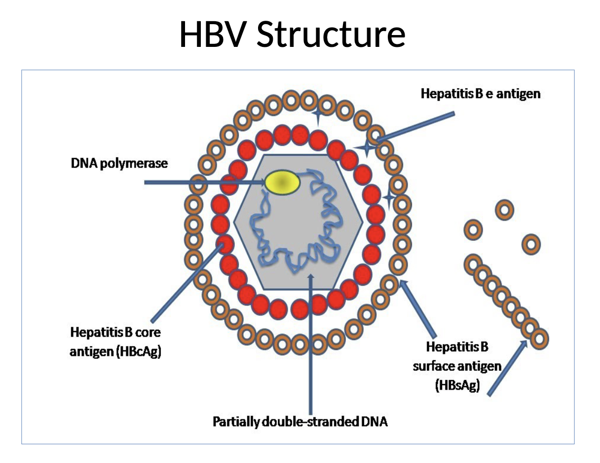 <ul><li><p>DNA virus transmitted through parenteral or perinatal routes</p><ul><li><p>sexual contact</p></li><li><p>IV drug use</p></li><li><p>occupational needlestick injury</p></li><li><p>during birth process</p></li></ul></li><li><p>acute infection: symptoms increase with age</p></li><li><p>chronic infection</p><ul><li><p>persists for 6 months or more</p></li><li><p>occur sin 90% of infected infants, 10% of infected adults</p></li><li><p>increases in risk of liver cirrhosis or hepatocellular carcinoma</p></li></ul></li><li><p>infection preventable by immunization</p></li><li><p>HBIG recommended for unimmunized persons exposed to HBV</p></li></ul><p></p>
