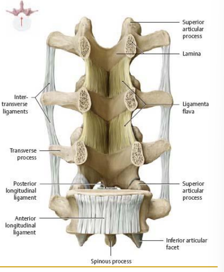 <p>between transverse processes</p><p>limit contralateral side-bending (lateral  flexion)</p>