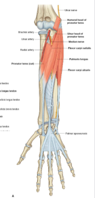 <p>Origin: medial epicondyle of humerus</p>