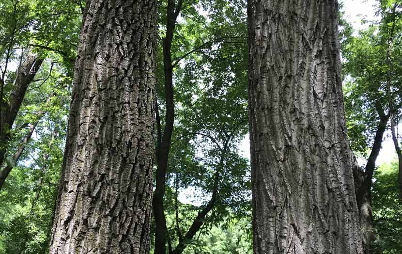<p>dark-gray bark with deep furrows </p>