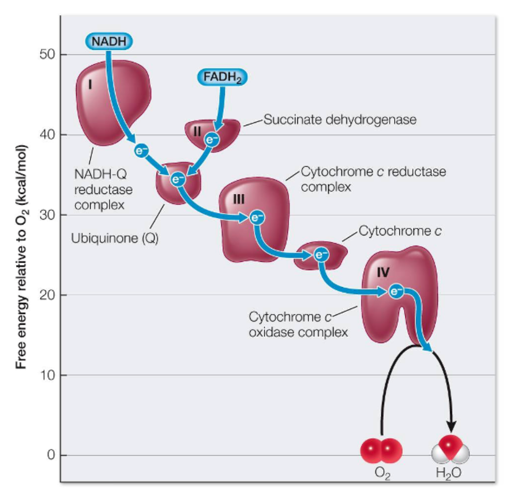 <p>Which statement about the electron transport chain explains the biological importance of the information portrayed in the graph?</p><p><span>Select an answer and submit. For keyboard navigation, use the up/down arrow keys to select an answer.</span></p><p><strong>a) </strong>The extensive folding of the inner mitochondrial membrane provides the space needed to accommodate the large number of proteins making up the electron transport chain.</p><p><strong>b) </strong>Oxygen serves as the final electron acceptor in the electron transport chain, forming water as a result of its acceptance of electrons that have passed down the chain.</p><p><strong>c) </strong>Each oxidation–reduction step in the electron transport chain releases free energy.</p><p><strong>d) </strong>NADH and FADH2 pass their electrons to different carriers in the electron transport chain.</p><p><strong>e) </strong>The components of the electron transport chain are physically arranged within the mitochondrial membrane in the order of transfer of electrons down the chain.</p>