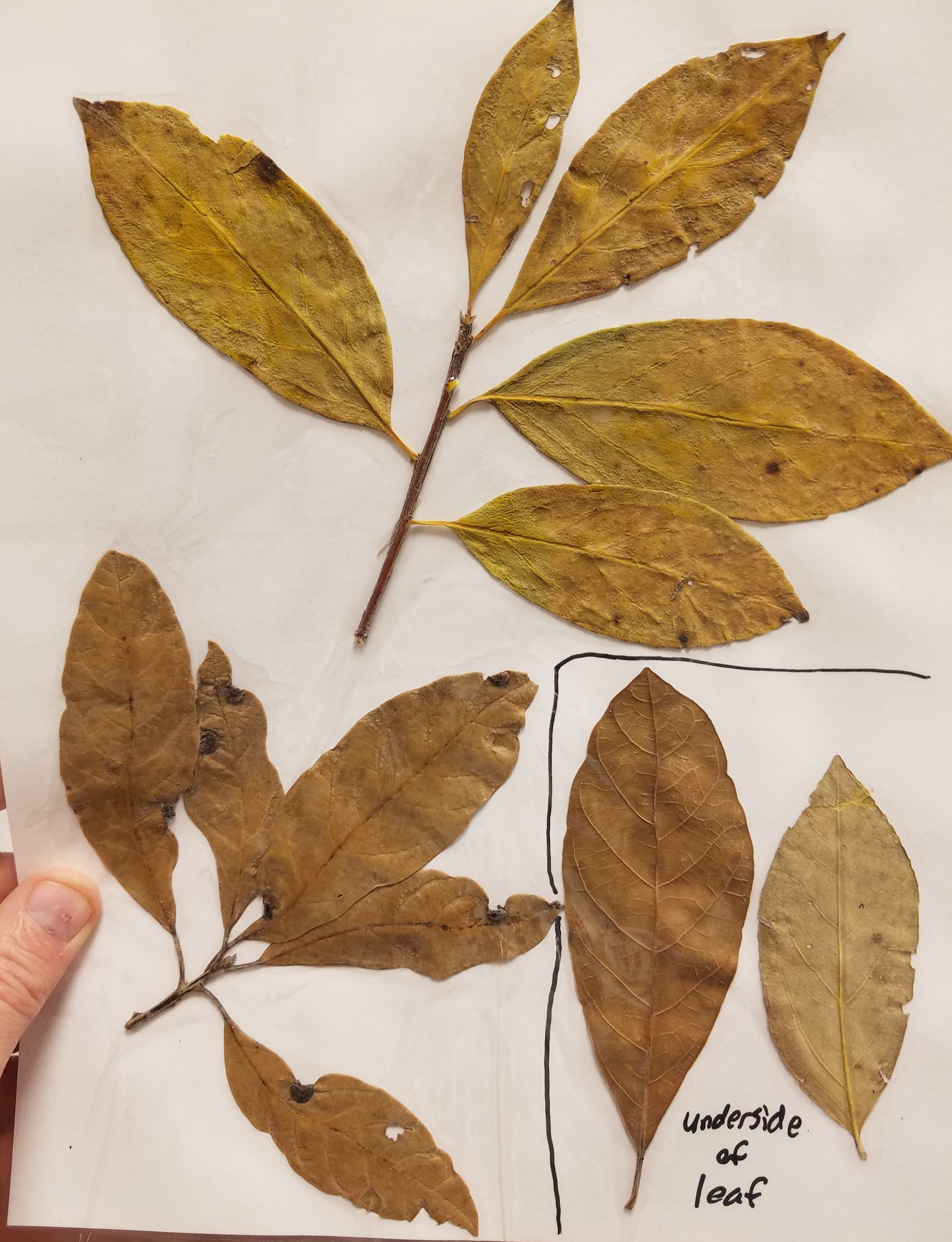 <p>Scientific name?</p>
